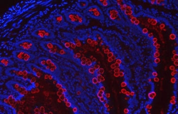 Tff3 Antibody / Trefoil factor 3