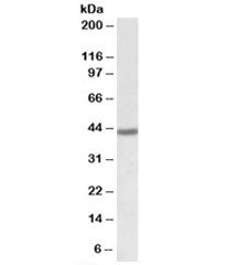 FANCL Antibody