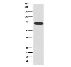 ATF2 Antibody