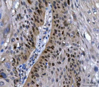SOX2 Antibody
