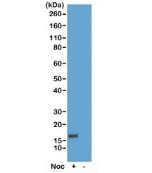 Histone H3 Antibody (pThr6)