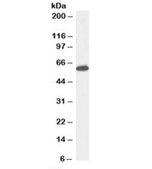 Nup50 Antibody