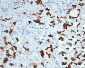 IHC staining of FFPE human salivary gland with recombinant Mucin 6 antibody (clone MUC6/7069R). HIER