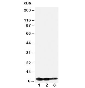 BAFF-R Antibody