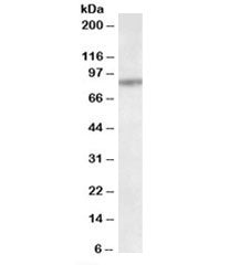 TAP1 Antibody
