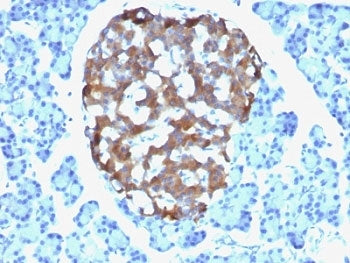 IHC: Formalin-fixed, paraffin-embedded human pancreas stained with Chromogranin A antibody (CHGA/765