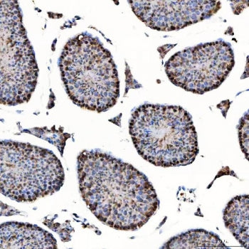 IHC staining of FFPE mouse testis tissue with SAP130 antibody. HIER: boil tissue sections in pH8 EDT