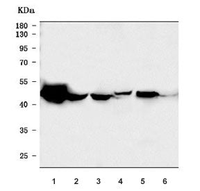 HYAL1 Antibody