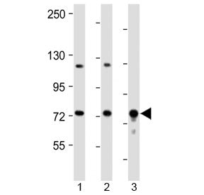 DLL4 Antibody