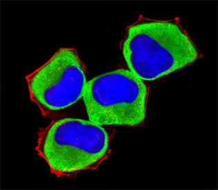 MAP3K13 Antibody
