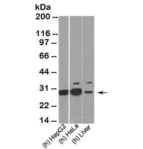 HMGB1 Antibody