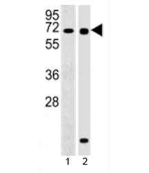 RBPJ Antibody