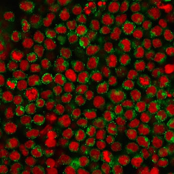 CD27 Antibody