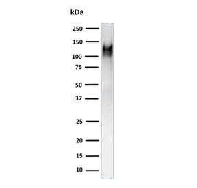 Western blot testing of human THP-1 cell lysate using CD31 antibody (clone C31.3 + JC/70A). Expected