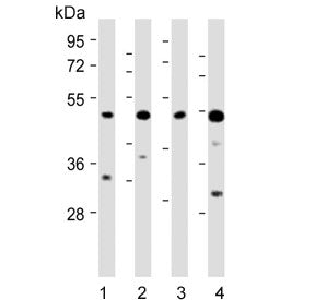 AP1M1 Antibody