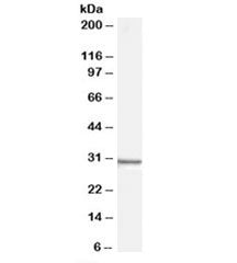 Western blot testing of human HEK293 cell lysate with Syntenin antibody at 0.01ug/ml. Predicted mole
