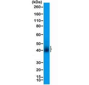 Recombinant CD28 Antibody