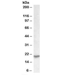 Western blot testing of human kidney lysate with UXT antibody at 0.03ug/ml. Predicted molecular weig