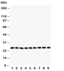 SOD2 Antibody Superoxide Dismutase 2