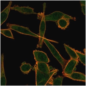 Immunofluorescent staining of PFA-fixed human HeLa cells using KLF12 antibody (green, clone PCRP-KLF