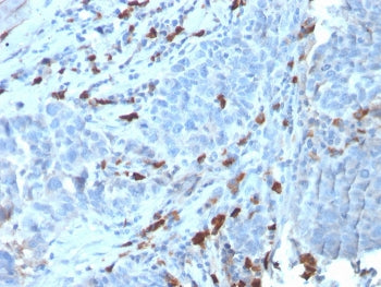 IgM Heavy Chain Antibody