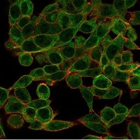 Immunofluorescent staining of PFA-fixed human HeLa cells using BCL11A antibody (green, clone PCRP-BC