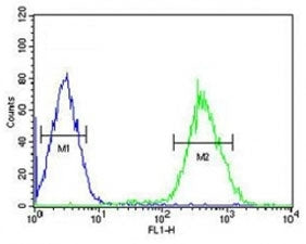 FOXP3 Antibody