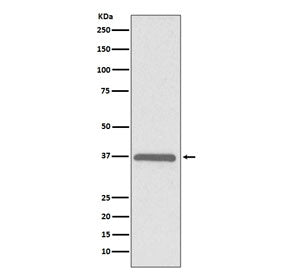 ERCC1 Antibody