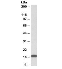 NDUFS6 Antibody