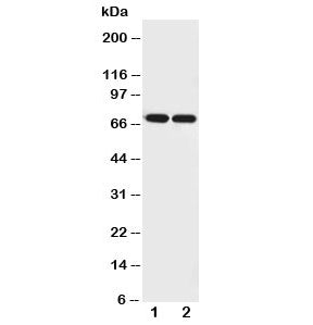 Netrin 1 Antibody