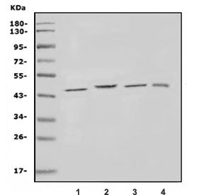 KCNJ1 Antibody