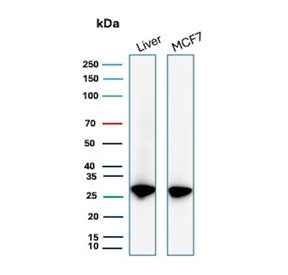 Western blot testing of human liver and MCF7 cell lysate with recombinant HSP27 antibody (clone HSPB