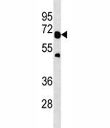 TRAF6 Antibody