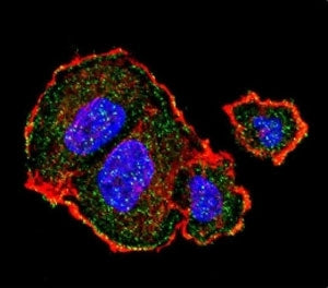 TSC2 Antibody (phospho-S939)