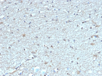 IHC staining of FFPE human brain tissue with LEPR antibody (clone LEPR/4304). HIER: boil tissue sect