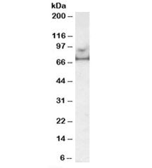 MARK4 Antibody