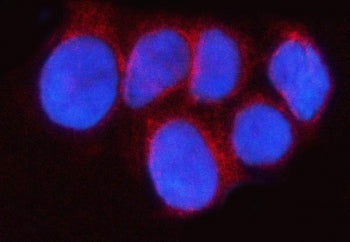 Immunofluorescent staining of FFPE human MCF7 cells with RAB43 antibody (red) and DAPI nuclear stain