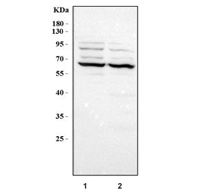 PPAR gamma Antibody / PPARG (Middle Region)