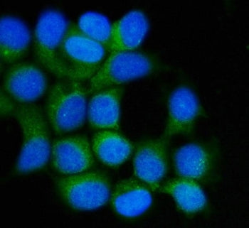 Hsp90 beta Antibody / HSP90AB1