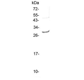 Il-27 Antibody (alpha subunit)