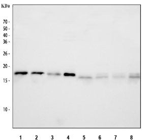 Western blot testing of 1) rat brain, 2) rat liver, 3) rat lung, 4) rat C6, 5) mouse brain, 6) mouse