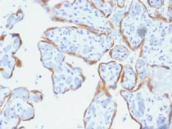 IHC testing of FFPE human placenta with TIMP2 antibody (clone SPM356). Required HIER: requires boil 