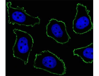 CD33 Antibody