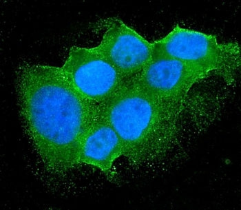 Immunofluorescent staining of FFPE human MCF7 cells with Bid antibody (green) and DAPI nuclear stain