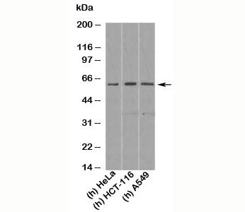KLF4 Antibody