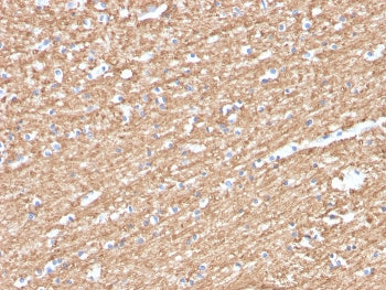 MBP Antibody / Myelin Basic Protein