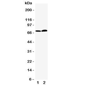 PAD4 Antibody
