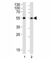 ALDH1A1 Antibody