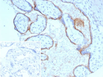 IHC staining of FFPE human placental tissue with ENG antibody (clone ENG/8069R) Inset: PBS used in p