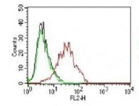 FACS testing of human MCF-7 cells: Black=cells alone; Green=isotype control; Red=<a href=../tds/estr